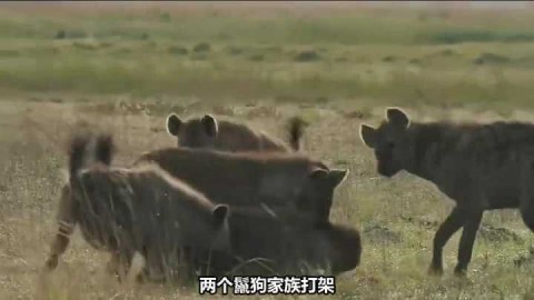 阿特拉斯vs美洲狮｜主场止颓还是客场发威 季后赛门票悬念还在吗