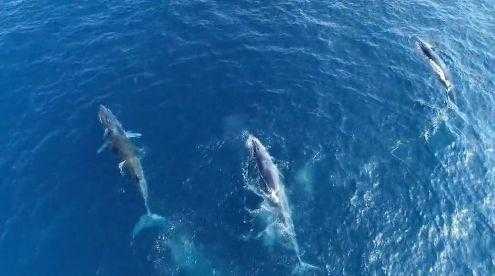 湘南海洋vs鸟栖砂岩现场直播——J2联赛保级6分战
