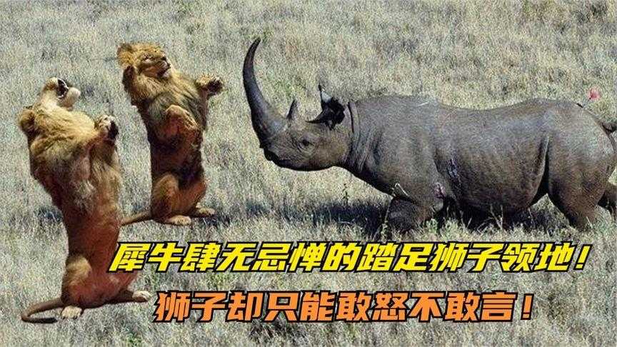 阿特拉斯vs美洲狮｜主场止颓还是客场发威 季后赛门票悬念还在吗